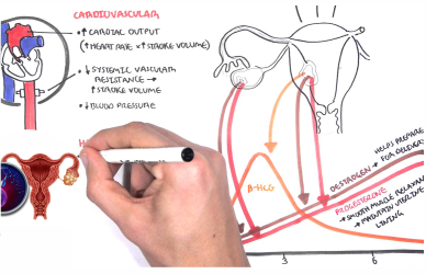 What Physiological Changes During Pregnancy Should You Expect?