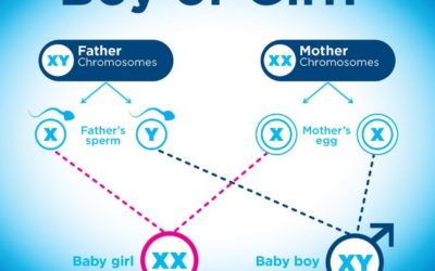 Using an Ovulation Calculator to Conceive a Baby Boy or Girl.